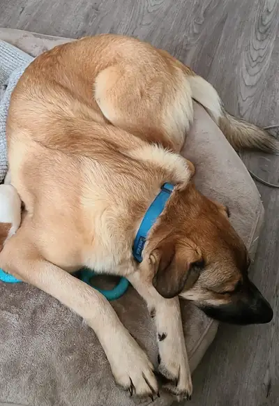 Rehoming our dog, Remi. He's a sweet, affectionate male, who enjoys being around people, cuddling, p...