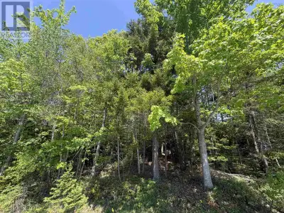Great level treed building lot! (id:24493) MLS® #202614501 The trademarks MLS®, Multiple Listing Ser...