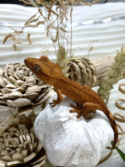 SALE - Over 30 Crested Geckos in Reptiles & Amphibians for Rehoming in Peterborough - Image 2