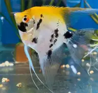 Koi Angelfish, Different sizes, buy more to get better price.Ad