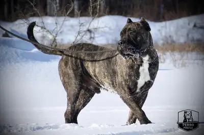 Presa Canario Puppies, View more