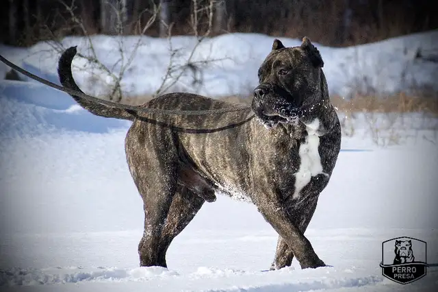 Presa Canario Puppies *Ready Now* in Dogs & Puppies for Rehoming in City of Toronto - Image 14