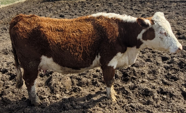 Registered Hereford 2yr old Females with calves in Livestock in Peterborough - Image 3