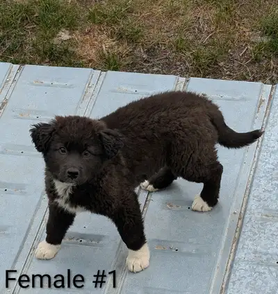 Female German Shepherd X Saint Bernard Mix Puppies, View more