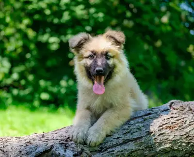 BERGER ALLEMAND ANCIEN, View more