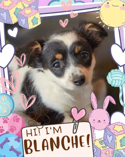 ⭐ Meet Blanche, Our Little Graduate! ⭐ The sun is warming, the birds are chirping, and spring is in...