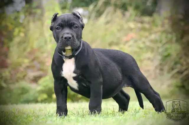 Presa Canario Puppies in Dogs & Puppies for Rehoming in City of Toronto - Image 13