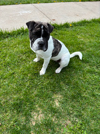 6 month old bulldog cross Edmonton Edmonton Area Preview