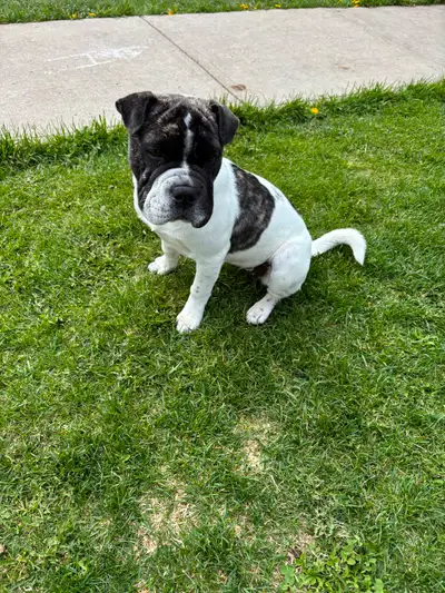 Five month old puppy for rehoming, She is a very unique markings, she is White with brindles spots,...