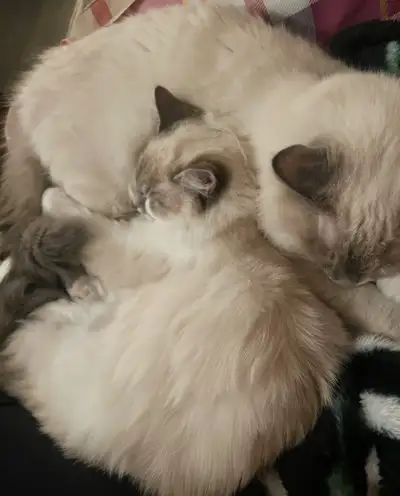 1.5 year and 7 months cat for rehome