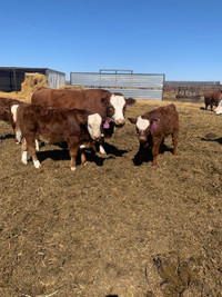 Cow/calf pairs for sale