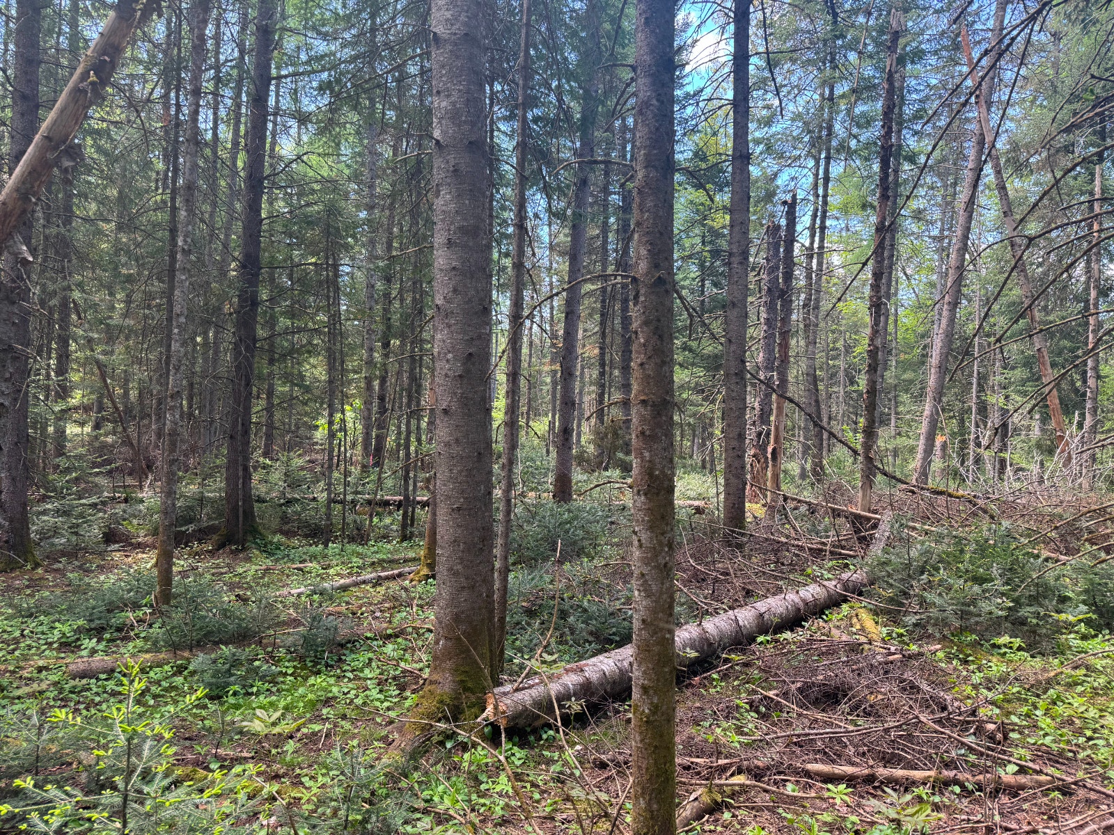 Terrain à vendre pour auto-constructeur à Morin Heights — photo 1