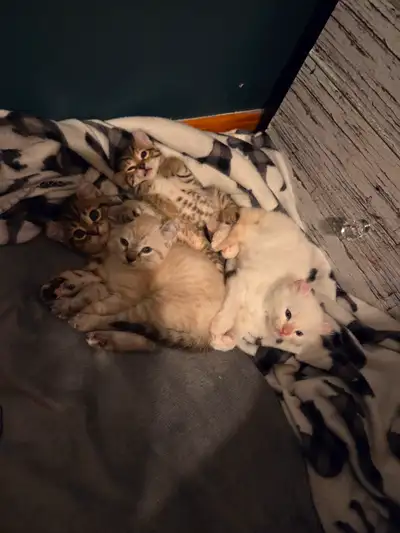 Chatons highland Lynx pure race bientot pret a partir . Ils y a trois femelle prete a etre adoptées...