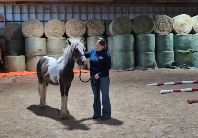 Twin Bridges Archie Yearling Gypsy Gelding in Horses & Ponies for Rehoming in Owen Sound - Image 11