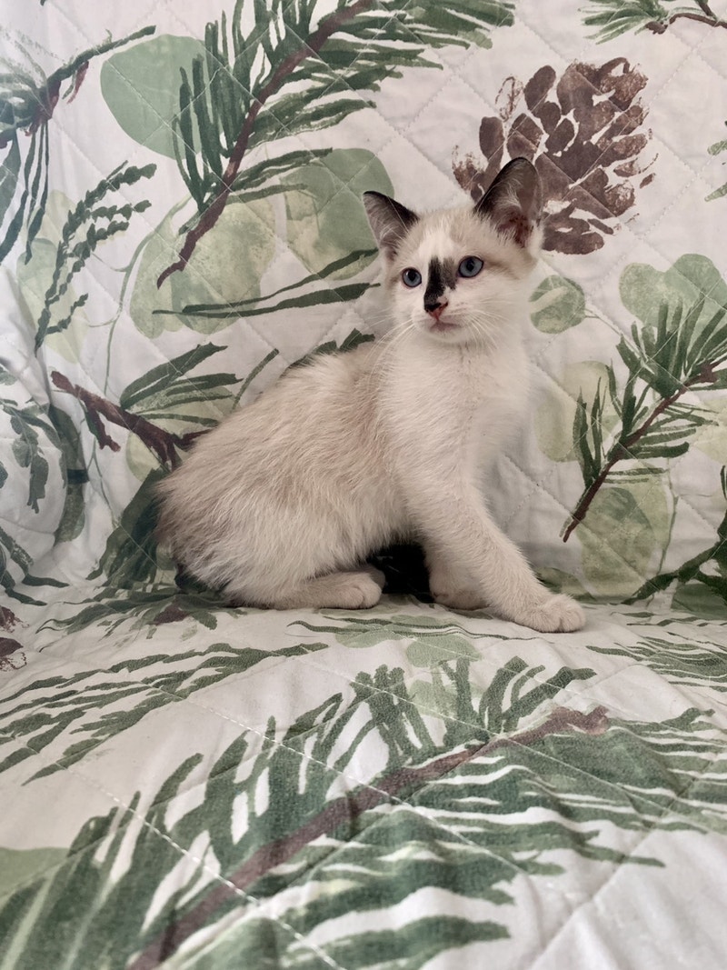 Snowshoe ManxNo TailReady Now Cats & Kittens for Rehoming Ottawa