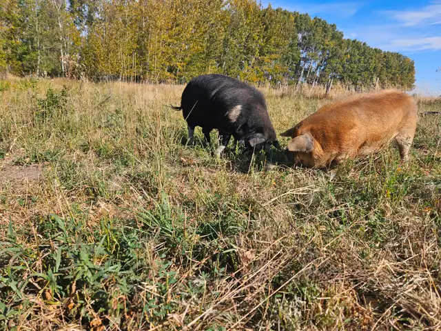 Boar in Livestock in Red Deer - Image 4