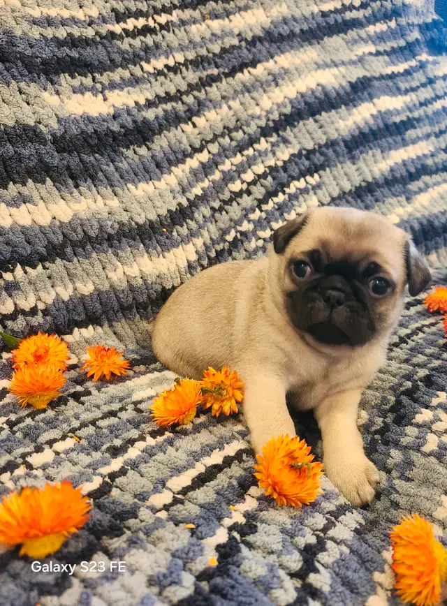 Mes petits trésor ! Pug carlin in Dogs & Puppies for Rehoming in Lanaudière - Image 20