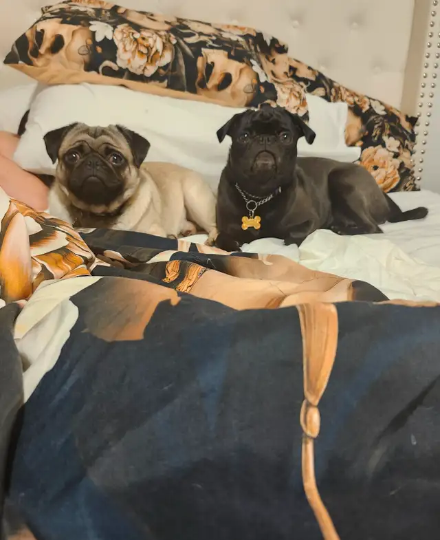 Mes petits trésor ! Pug carlin in Dogs & Puppies for Rehoming in Lanaudière - Image 8