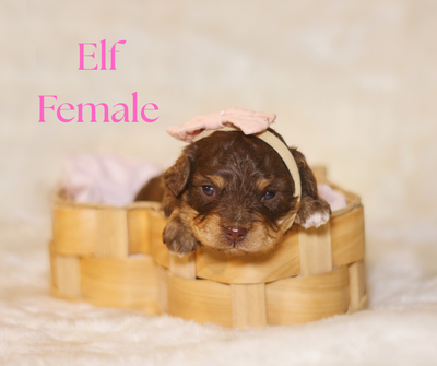 Our home is full of happy puppy sounds this season! These sweet babies were born on October 15th and...