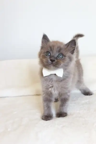 TICA registered Ragdoll Kittens, Rare Sepias, View more