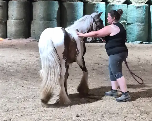 Twin Bridges Archie Yearling Gypsy Gelding in Horses & Ponies for Rehoming in Owen Sound - Image 5