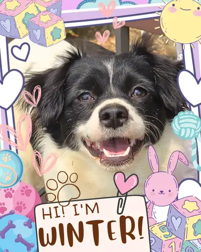 ❤️ Meet Winter! ❤️ Active Chihuahua Mix Puppy Raised with Love, View more