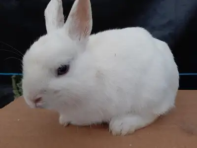 Adult BlueEye White Netherland Dwarf Male Call for more info. The ad has postcode map phone number.