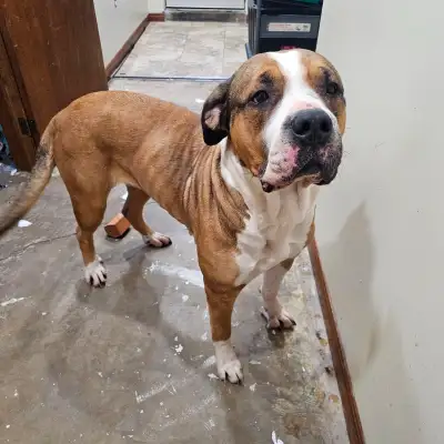 MASTIFF MIX, 6 yrs old!, View more