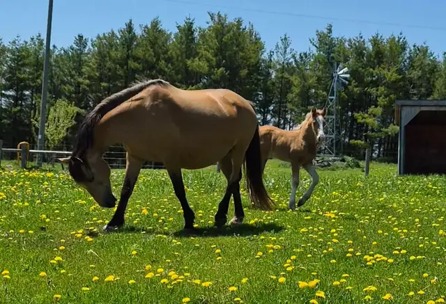 Gypsy X weanling colt in Horses & Ponies for Rehoming in Owen Sound - Image 6