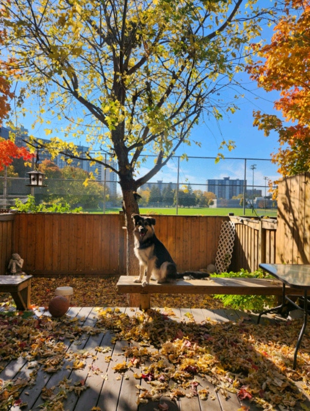 Dog Boarding (limited availability, contact to confirm dates) Animal