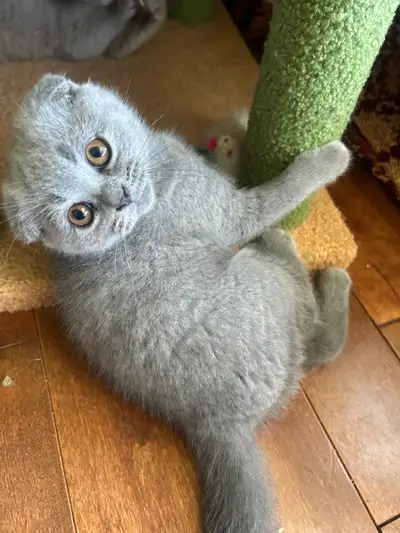 Scottish Fold and Scottish Straight kittens CCA/AFC registered, View more