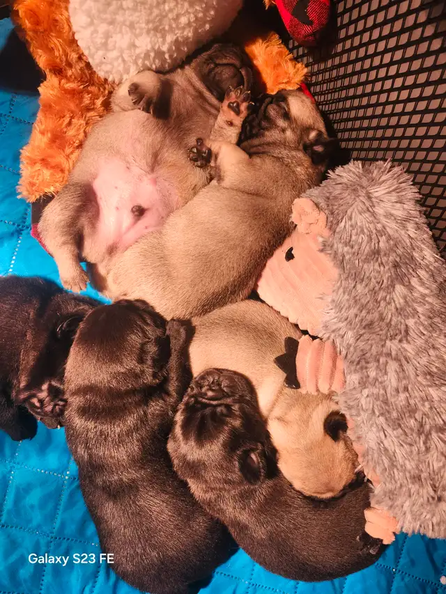 Mes petits trésor ! Pug carlin in Dogs & Puppies for Rehoming in Lanaudière - Image 5
