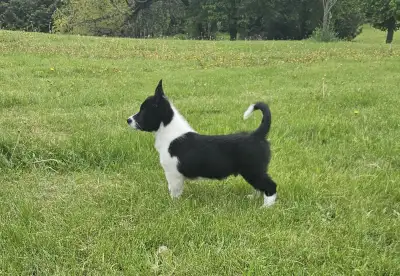 Corgi and Wheaten Terrier puppies! Beautiful, smart, curious puppies! Very affectionate. Will come w...