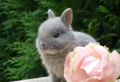 Bébés lapins et lapines Nain Néerlandais x Nain de Couleur, View more