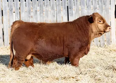 22 Yearling Gelbvieh and Balancer F1 bulls are on offer from the 2025 AB/BC Gelbvieh breeder of the...
