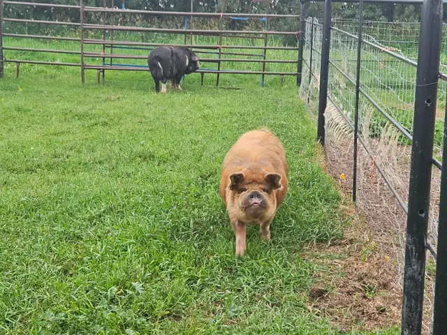 Boar in Livestock in Red Deer - Image 3