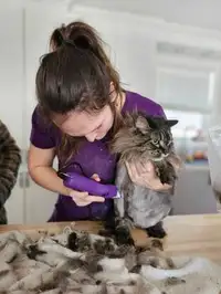 in-home cat grooming services