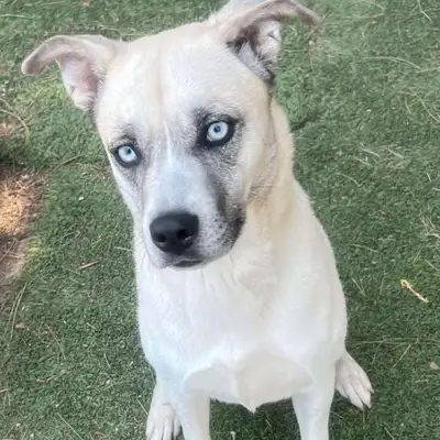 Kira – 2 Yr Old Husky/Lab Mix, Spayed & Microchipped, View more