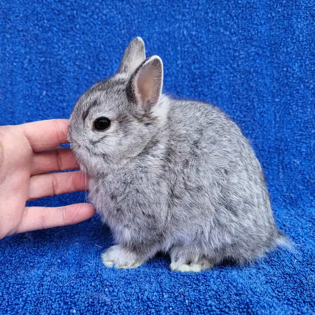 EXTRAORDINARY ENGLISH LOP BABY BUNNY BOYS & HOLLAND LOP RABBITS in Small Animals for Rehoming in City of Toronto - Image 8