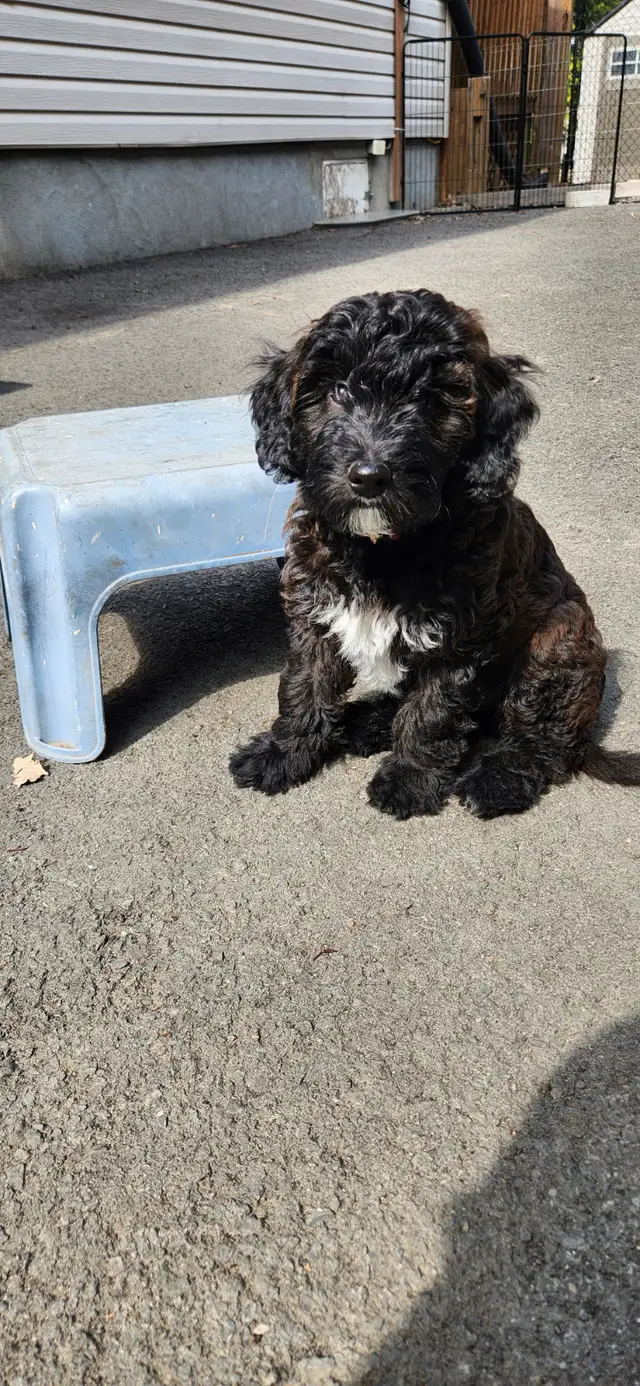 Chiots Whoodle (semblable au GoldenDoodle) in Dogs & Puppies for Rehoming in Longueuil / South Shore - Image 3