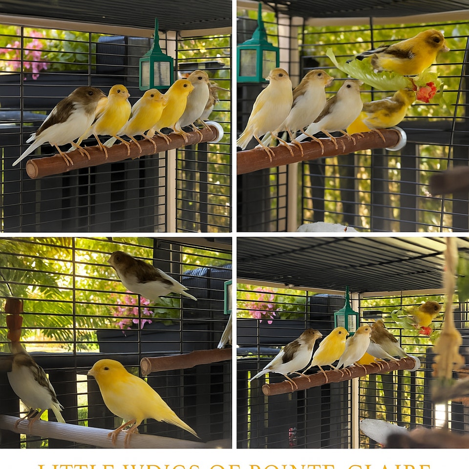 Photo inspiration: Fresh Look at Canaries Canaris Healthy Singing Birds For Rehoming