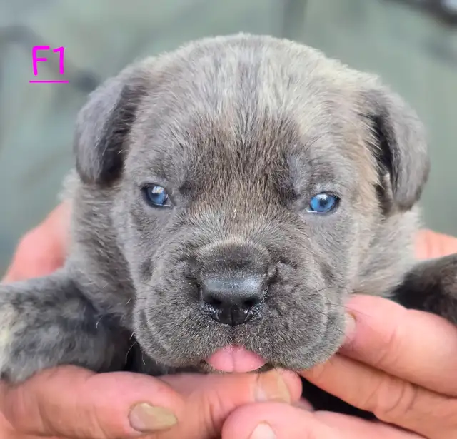 WORLD CLASS CANE CORSO PUPPIES in Dogs & Puppies for Rehoming in Vancouver - Image 18