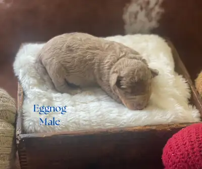 Mini Aussiedoodles for Christmas!, View more