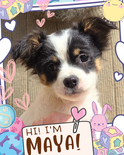 ⭐ Meet Maya , Our Little Graduate! ⭐ Maya is a bright, charming and playful little girl ❤️She has wo...