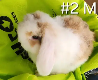 Top Featured Purebred Holland Lop, Netherland Dwarf, bunny rabbit, #Great for a gift for relieving f...