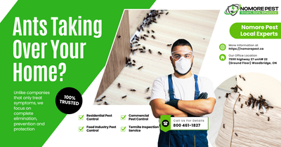 Same Day Ant Extermination Service, View more