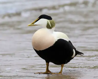 Canard & Oie / Duck & Goose, View more