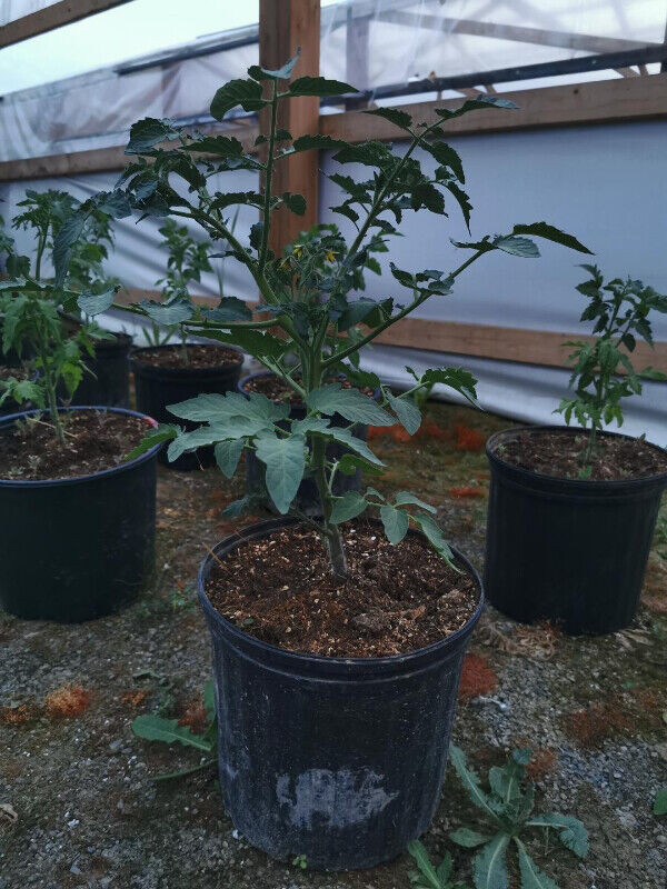 11.50 Litres 3.04 gallons  grow pots for Sale $1.00 Each in Plants, Fertilizer & Soil in Trenton - Image 3