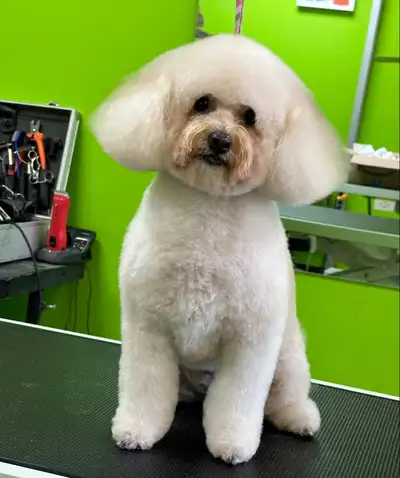 Dog and cat grooming! Appts available, View more