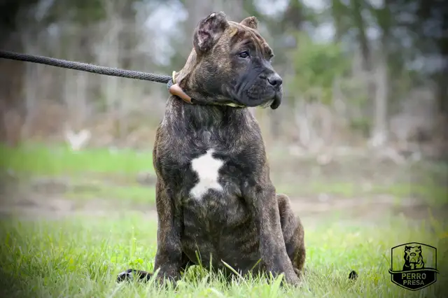 Presa Canario Puppies *Ready Now* in Dogs & Puppies for Rehoming in City of Toronto - Image 8